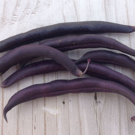 Royal Burgundy, Bean Seeds