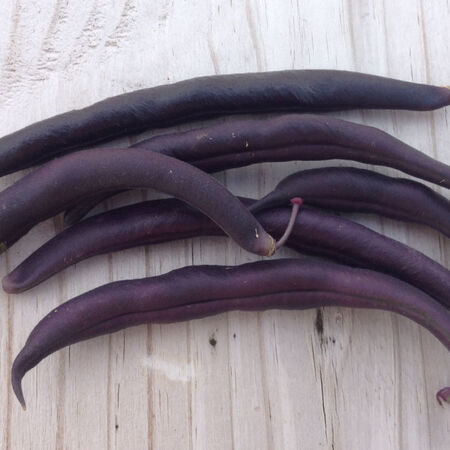 Royal Burgundy, Bean Seeds - 1 Pound image number null