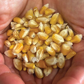 Yellow Cónico, Corn Seed