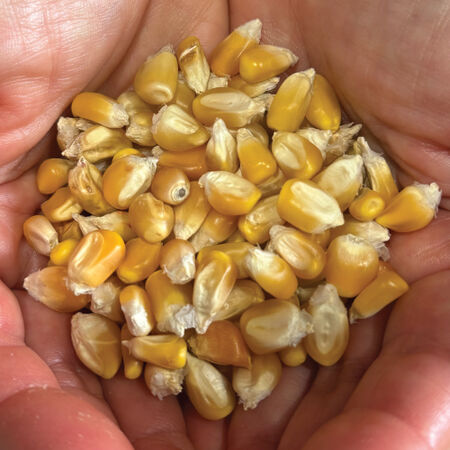Yellow Cónico, Corn Seed - Packet (1 oz.) image number null