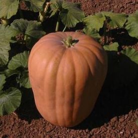 Dickinson, Organic Pumpkin Seeds