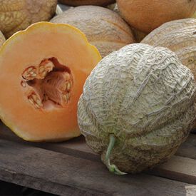 Schoon's Hardshell, Organic Melon Seeds