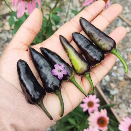 Black Hungarian, Pepper Seeds - Packet image number null