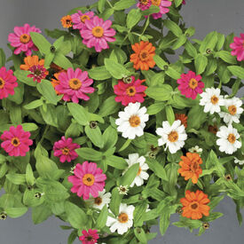 Three Color Mix Profusion, Zinnia Seeds