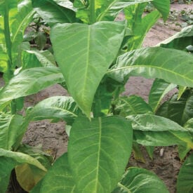 Dominican Republic Olor, Tobacco Seed