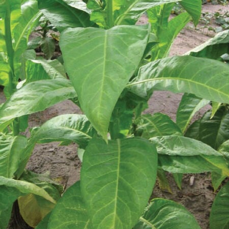 Dominican Republic Olor, Tobacco Seed - 1/4 Gram image number null