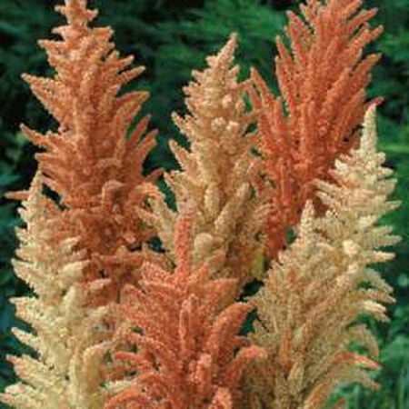 Autumns Touch, Amaranthus Seeds - Packet image number null