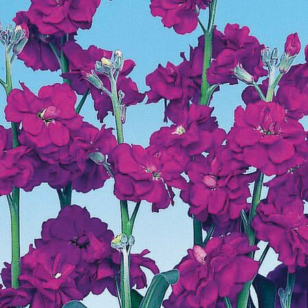 Purple Quartet, Stock Seeds - Packet image number null