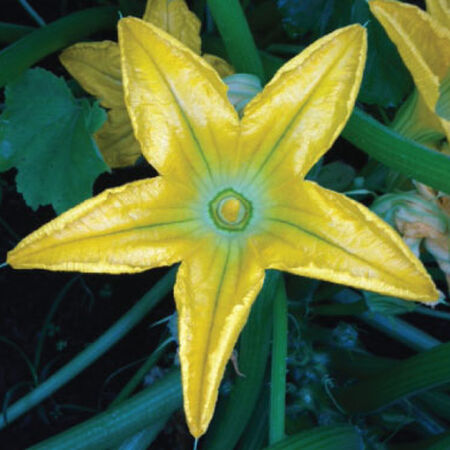 Cocozelle, Zucchini Seeds - Packet image number null