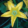 Cocozelle, Zucchini Seeds - Packet thumbnail number null