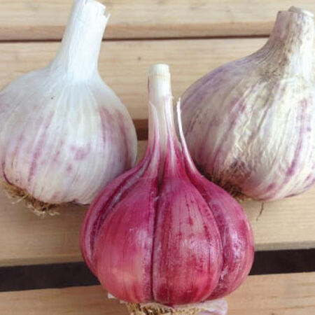 Spanish Roja, Garlic - 25 Pounds image number null