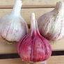 Spanish Roja, Garlic - 1/4 Pound thumbnail number null