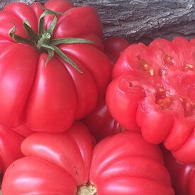 Mushroom Basket, Tomato Seeds