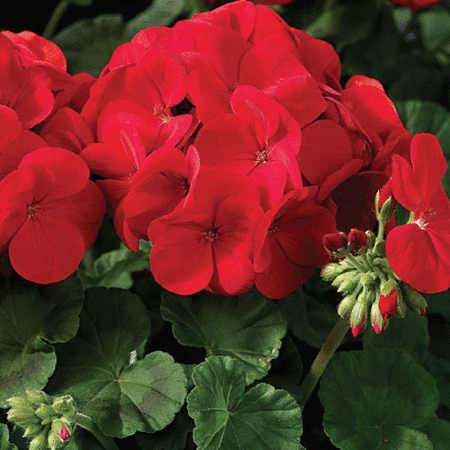 Red Maverick, Geranium Seeds - Packet image number null