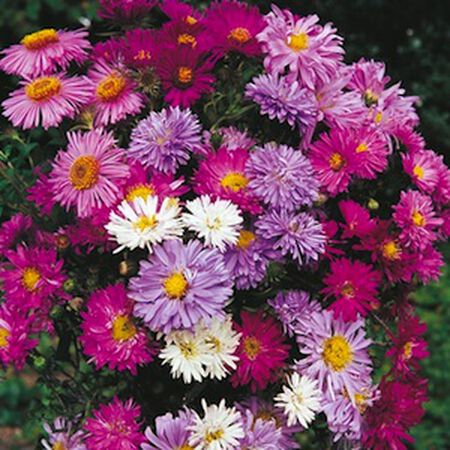 Alpinus Mix, Aster Seeds - Packet image number null