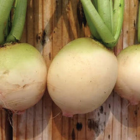Watermelon, Radish Seeds - Packet image number null