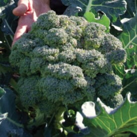 Fiesta, (F1) Broccoli Seeds