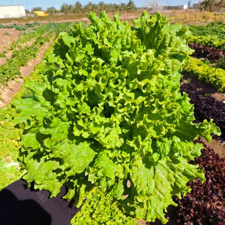 Waldmans Green, Lettuce Seeds - Packet image number null