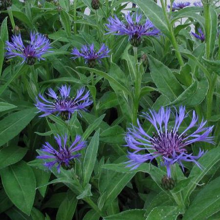Montana (Mountain), Centaurea - Packet image number null