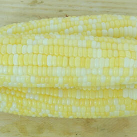 Peaches and Cream, (F1) Corn Seed
