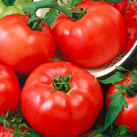Chef's Choice Red, Tomato Seeds - Packet image number null