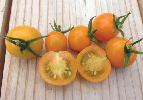 Sunsugar Tomato Seeds Garden Seeds 25 To 1,000 Seeds Quantity Sun Sugar 