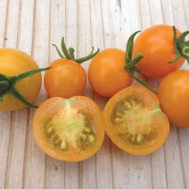 SunSugar, (F1) Tomato Seeds