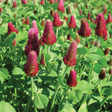 Crimson Clover, Legumes - 1 Pound image number null