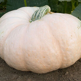 Amish Pie, Organic Squash Seeds