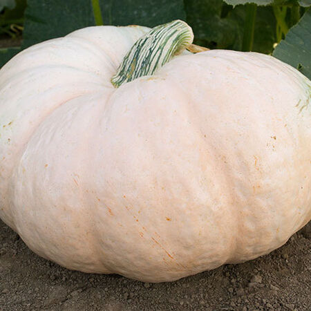 Amish Pie, Organic Squash Seeds - Packet image number null