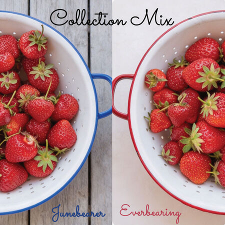 Collection Mix, Strawberry Roots - 50 Plant Mix image number null