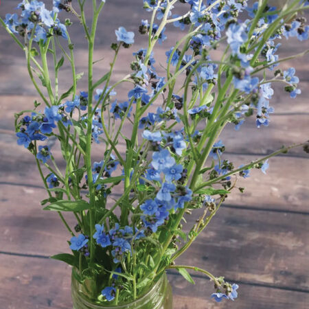 Sow Right Seeds - Forget-Me-Not Seed Packets to Plant (Cynoglossum amabile) - Full Instructions for Planting and Growing A