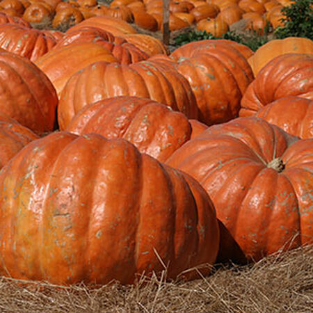 Atlantic Giant, Pumpkin Seeds - Packet image number null