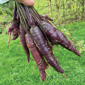 Bambino Carrot Heirloom Seeds Open Pollinated Orange Carrot 