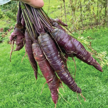 Purple Sun, (F1) Carrot Seeds - Packet image number null