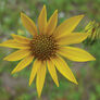 Western, Sunflower Seed - Packet thumbnail number null