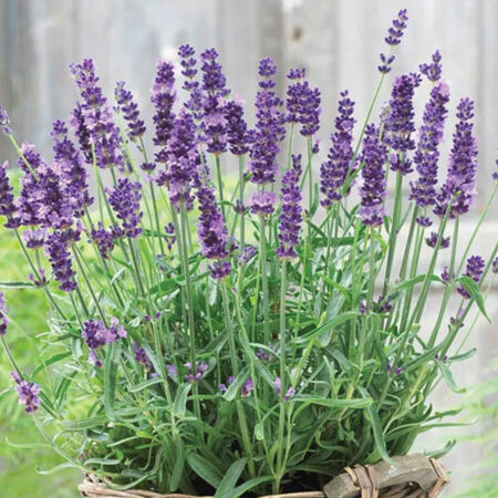 Blue Scent, Lavender Seeds image number null
