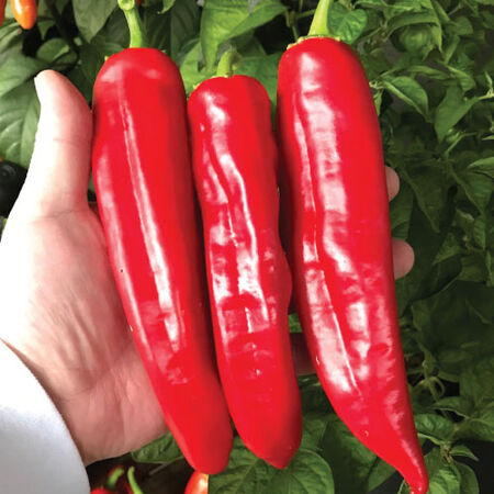 Big Jim, Pepper Seeds - Packet image number null