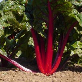 Ruby Red, Swiss Chard Seeds