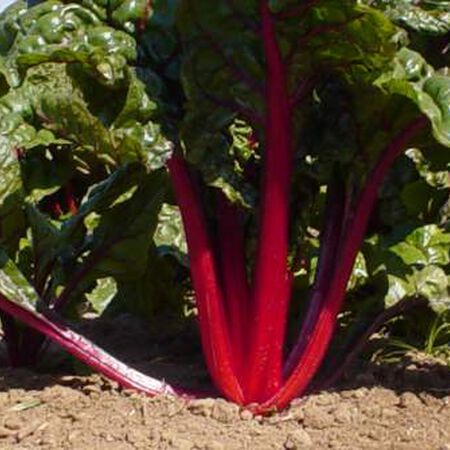 Ruby Red, Swiss Chard Seeds - Packet image number null