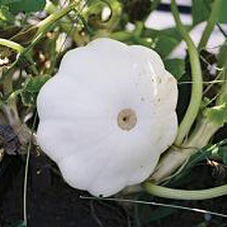 Scallop Early White, Squash Seeds - Packet image number null