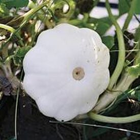 Scallop Early White, Squash Seeds