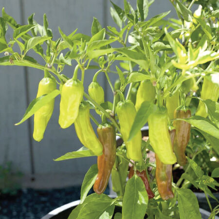 Golden Greek, Pepper Seeds - Packet image number null
