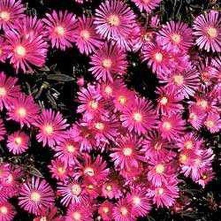 Table Mountain, Delosperma Seeds - Packet image number null