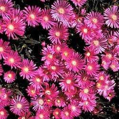 Table Mountain, Delosperma Seeds - Packet image number null