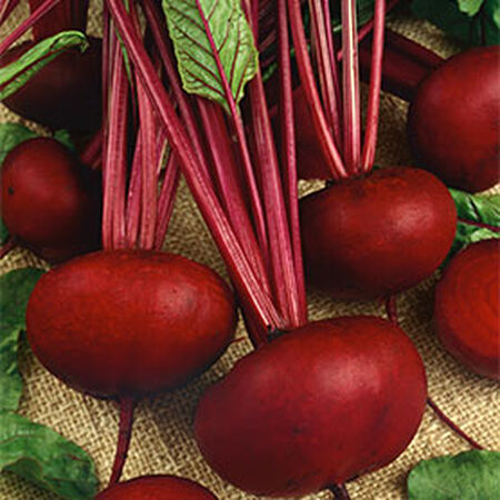 Crosby Egyptian, Beet Seeds - Packet image number null