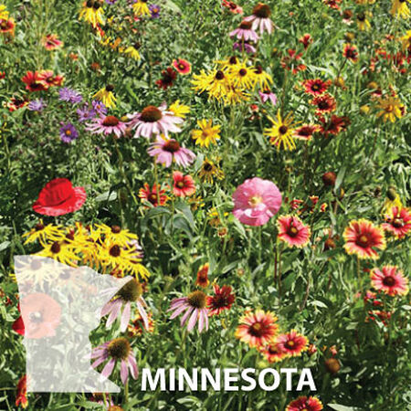 Minnesota Blend, Wildflower Seed - 1 Ounce image number null