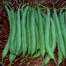 Strike, Bean Seeds