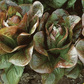 Rouge D'Hiver, Lettuce Seeds