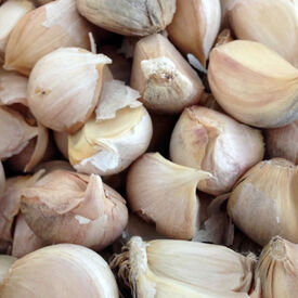 California Late, Garlic